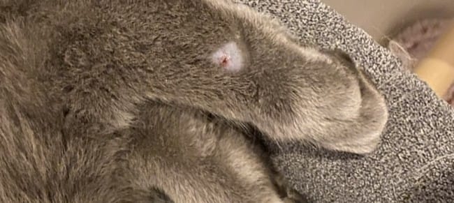 Trou poils + piqûre