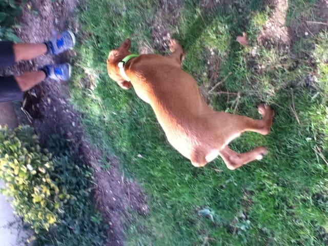 De quel race est mon chiot