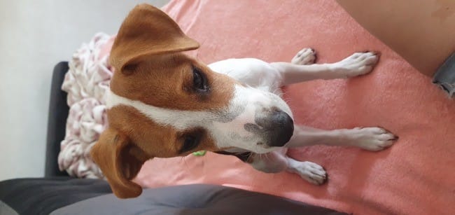 Une oreille mal pliée