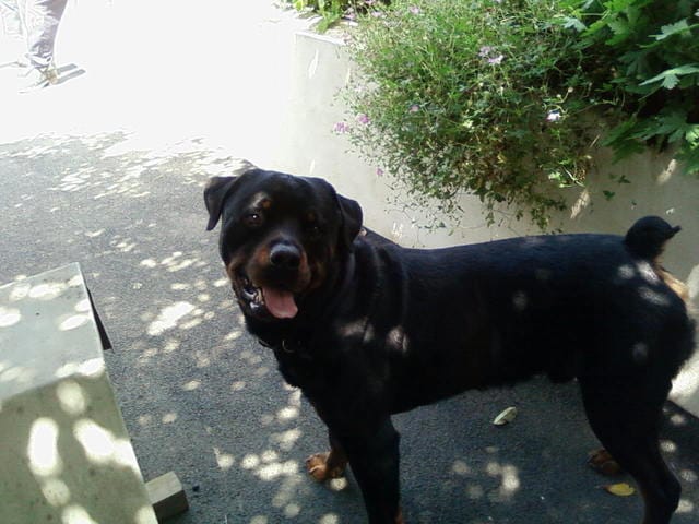 Au revoir mon trytry