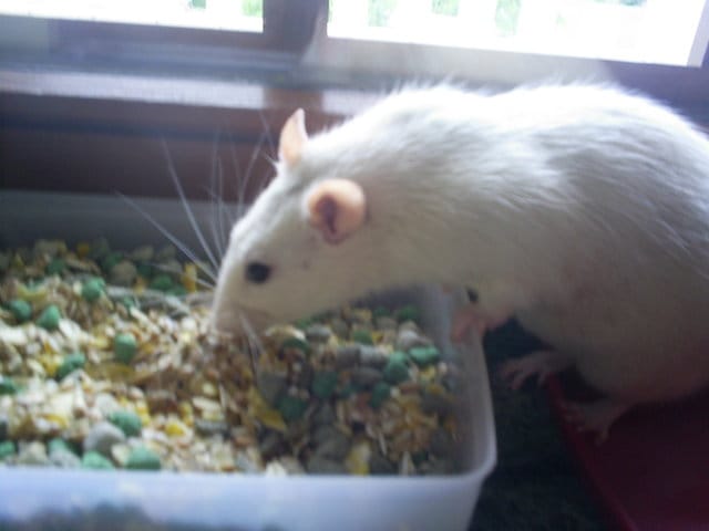 Concours spécial rats