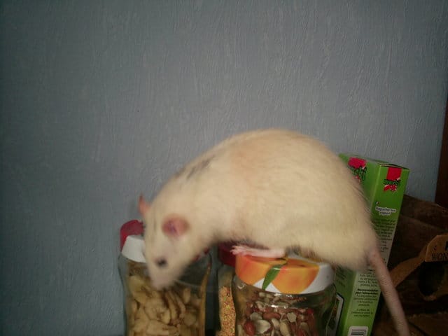 Conseils pour rats