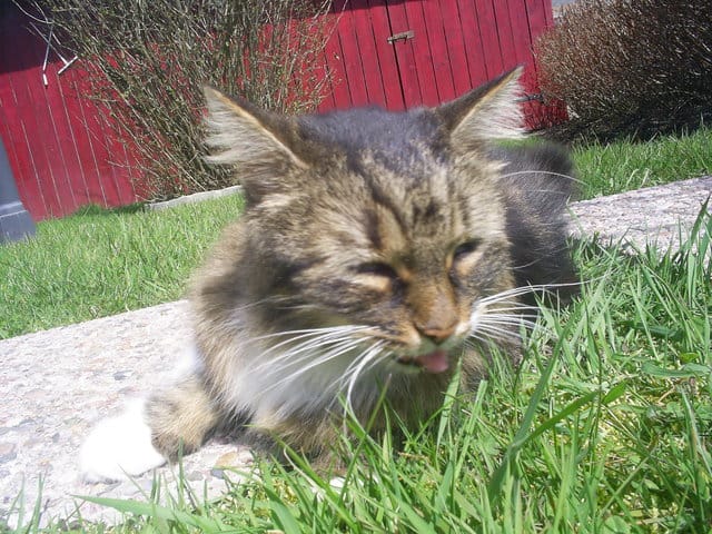 Concours de vos chats qui tirent la langue
