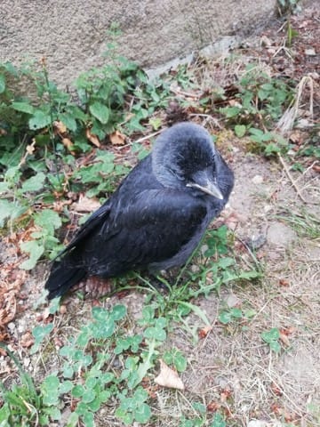Jeune merle à terre