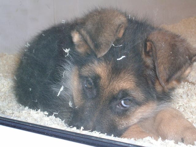 APPEL POUR SAUVER CE CHIOT