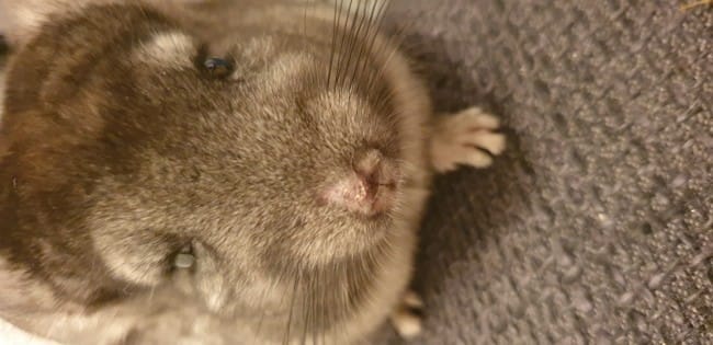 Croute au dessus du nez