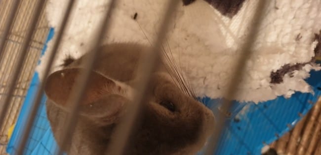 Sauvetage et interrogations