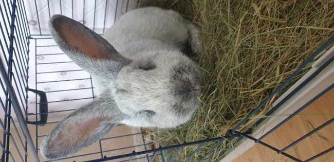 Nouveau lapin et territoire