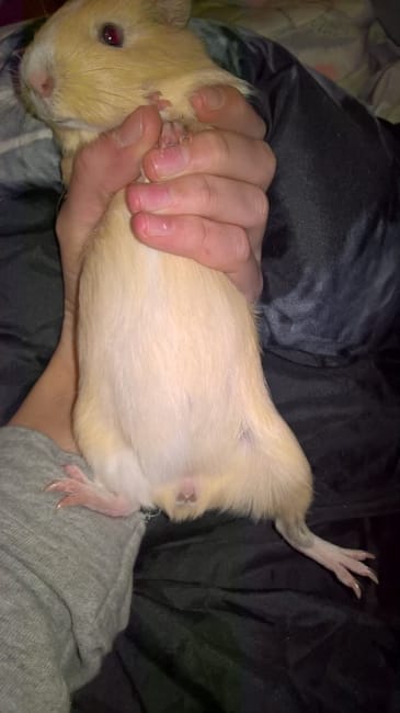 mon cochon dinde est-elle enceinte