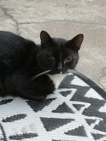 Blessure à l'oeil de mon chat