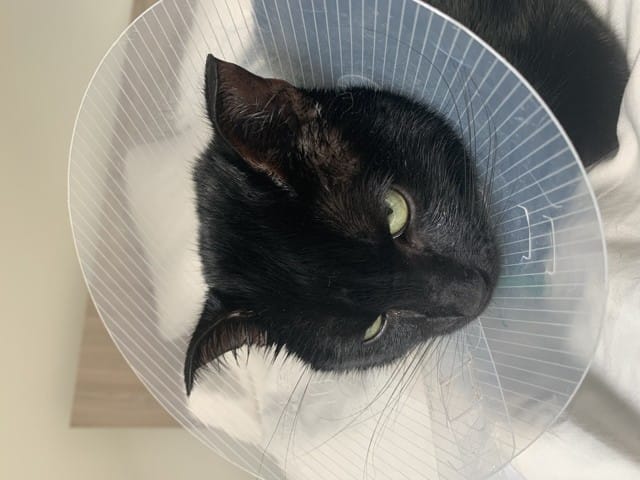 Oreilles pliées chat ?