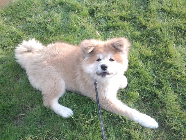 Forum pour parler de nos akita inu !