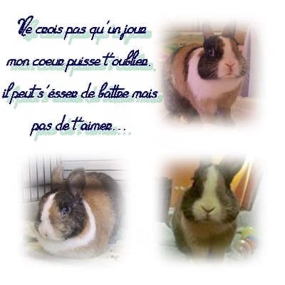 Ma gaieté envoler : Bamboo