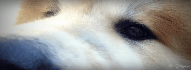 [Humour] Top 10 des phrases insupportables qu’on entend quand on est vétérinaire !