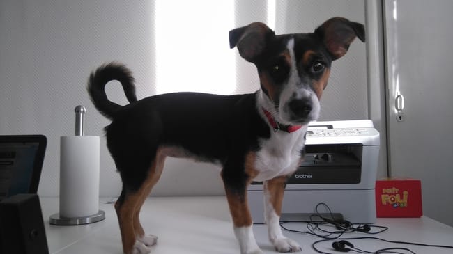 De quelle race ou croisement est ma chienne ?