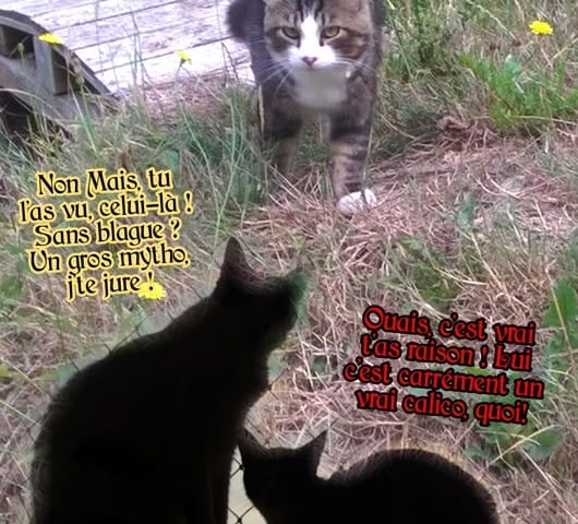 Quel gros calico Alors!