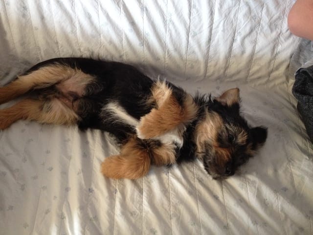 comment savoir de quelle race est mon chiot?