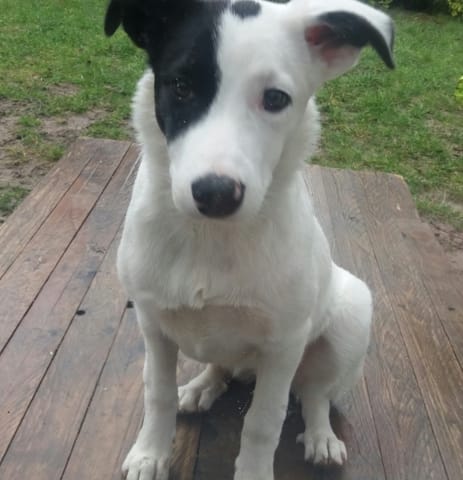 Longueur des poils de mon border collie?