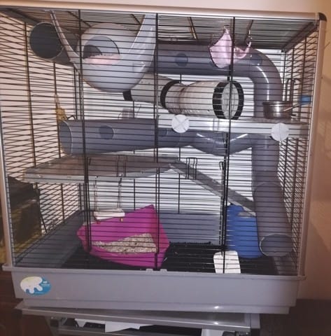 Première cage pour mes rat
