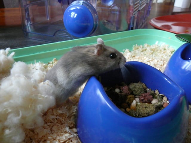 RIP ma Goliath