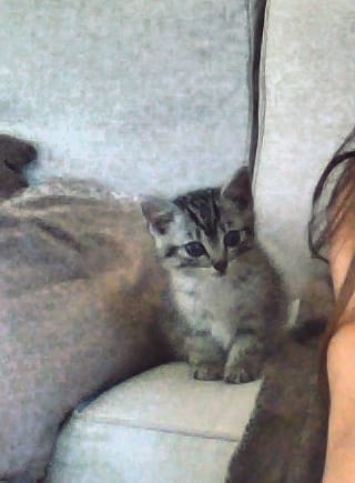 mon bb chat 