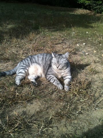 chat en surpoid :(