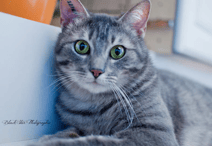 Craquez pour sheba ! recherche FA