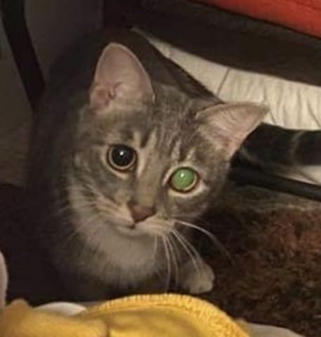 Œil opaque, voile blanc