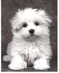 cherche panier pour chien à vendre
