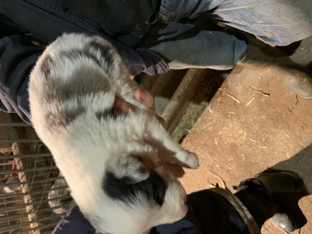 Est ce que ce border collie pourrait avoir des problèmes de santé ?
