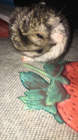hamster doigt croche, souffre-t-il ?