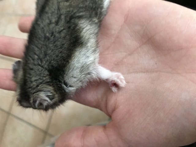 Problème avec mon hamster