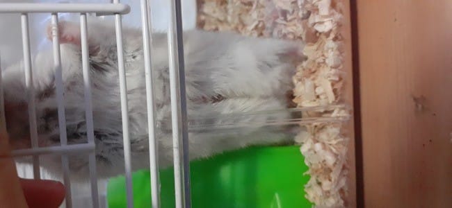 mon hamster est blesser au ventre.