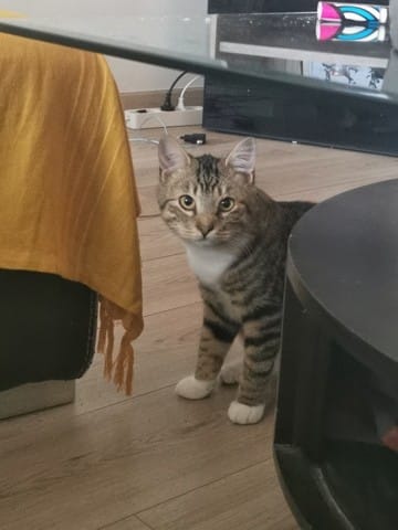 Chat de 5mois errant qui a le coryza HELP