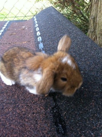 Ce lapin va être angora ? tête de lion ? Ou poils ras ?