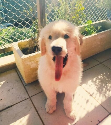 chiot qui ne peut pas sortir (retard vaccination)