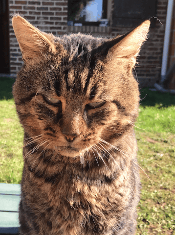 Chat sauvage qui bave en permanence