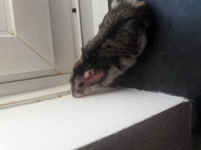 problème croute à l'oreille HAMSTER