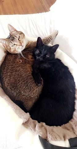 Mon chat, grand adulte, a perdu son amie. Dois-je en adopter un nouveau?