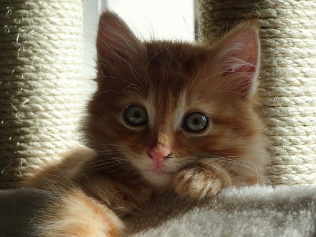 Chaton à poil "mi-long"