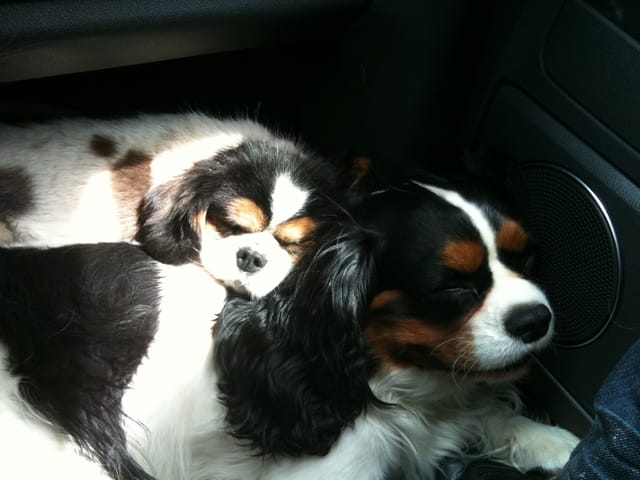 le toilettage du Cavalier King Charles