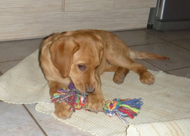 Lucky , élève chien guide !