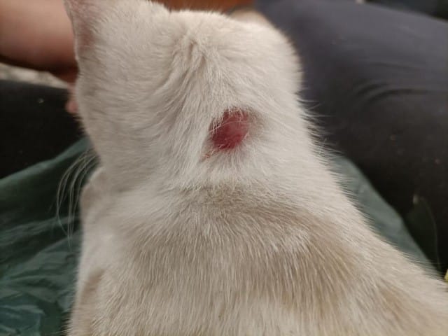 Petite plaie qui m’inquiète !!