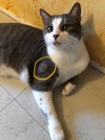 Boule en haut de la patte