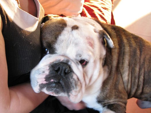Adopter un 2eme bulldog ?