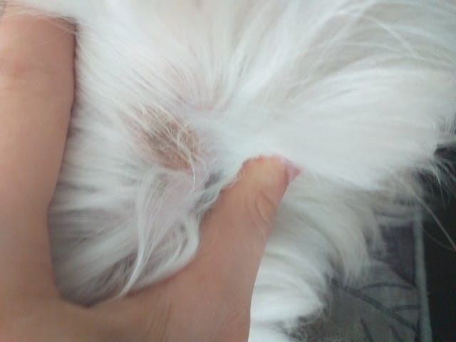 Chose sur la peau après un tique