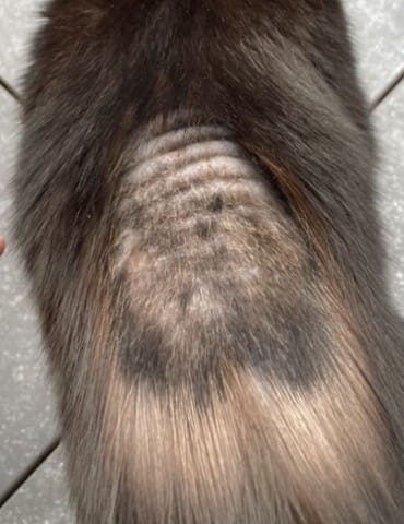 chat qui perds des poils dans le dos