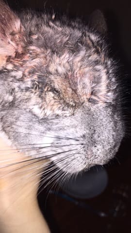 Mon chinchilla c'est fait mordre