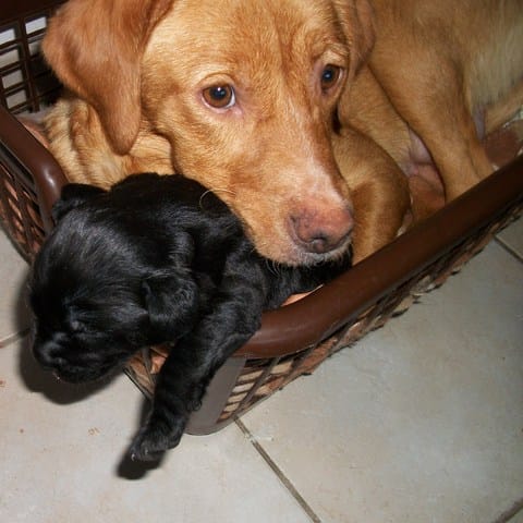 Accueil d'une chienne 