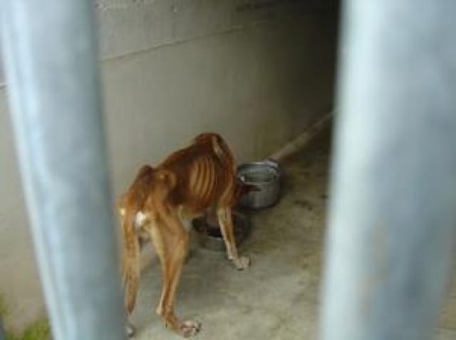 indifférence pour un chien